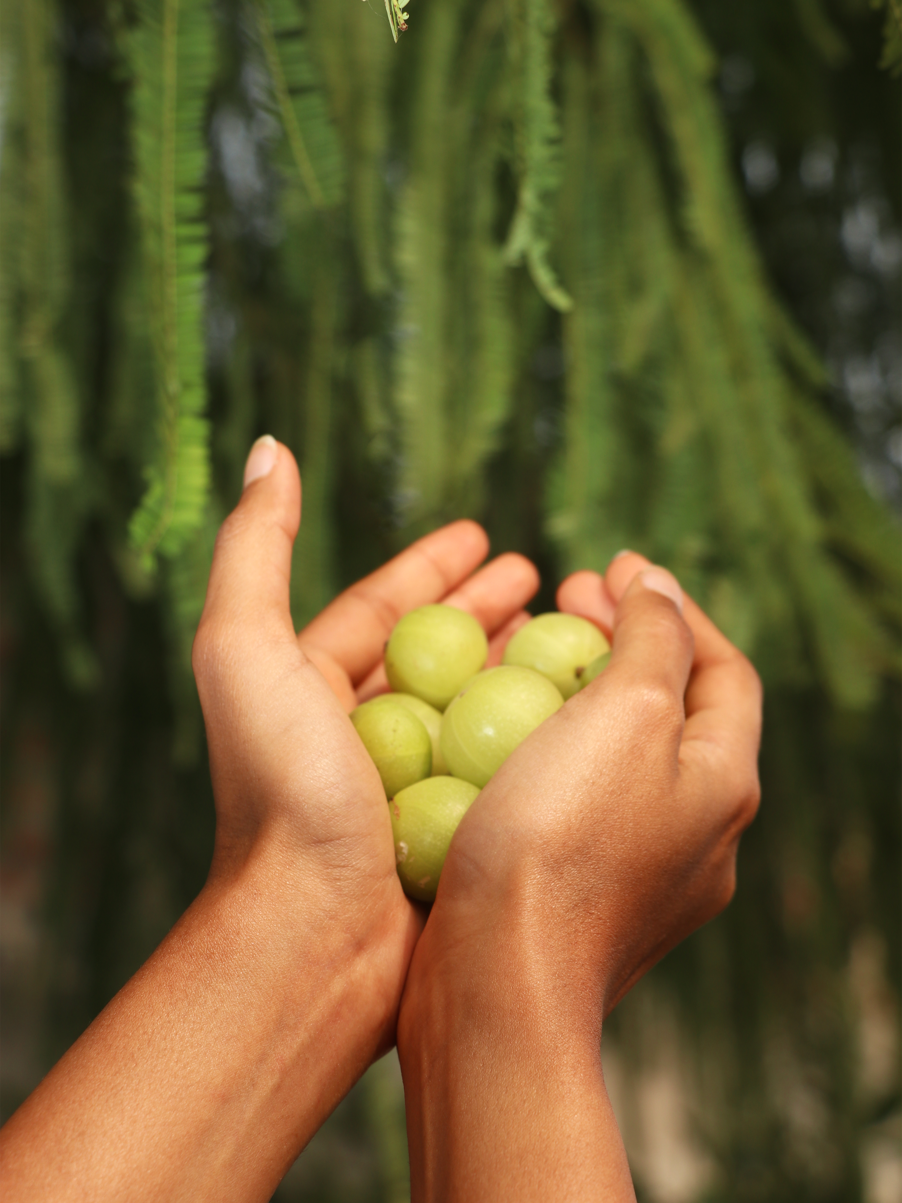 Fresh organic amla harvest from The Bageecha farm